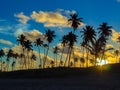 Coconut palms in the sunset Royalty Free Stock Photo