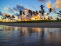 Coconut palms in the sunset Royalty Free Stock Photo