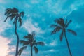 Maui - Coconut Palms Sway In Gentle Winds At Dusk