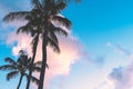 Maui - Coconut Palms At Sunset