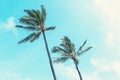 Maui - Coconut Palms Sway In The Afternoon Trade Winds