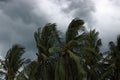 Coconut palms tree during heavy wind or hurricane. Rainy day