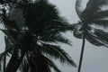 Coconut palms tree during heavy wind or hurricane. Rainy day