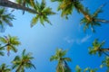 Coconut palms trees frame over blue sky Royalty Free Stock Photo