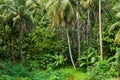 Coconut palms trees and green plants in the tropical forest