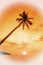 Coconut palms is in tropic on sunset. Royalty Free Stock Photo