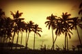 Coconut palms is in tropic on sunset. Royalty Free Stock Photo