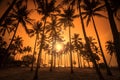 Coconut palms is in tropic on sunset. Royalty Free Stock Photo