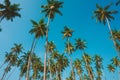 Coconut palms tropical beach Royalty Free Stock Photo