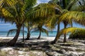 Coconut Palms on Tropical Island