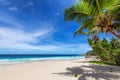Coconut palms on tropical sanny beach and turquoise sea in Hawaii island. Royalty Free Stock Photo
