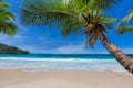 Coconut palms on tropical sanny beach and turquoise sea in Hawaii island. Royalty Free Stock Photo