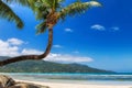 Coconut palms on tropical sanny beach and turquoise sea Royalty Free Stock Photo