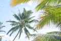 Coconut palmtree with green leaves Royalty Free Stock Photo