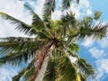 Coconut palmtree at Savaii Island, Samoa