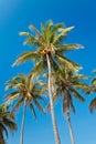 Coconut palmtrees Royalty Free Stock Photo