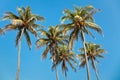 Coconut palmtrees Royalty Free Stock Photo