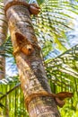 Coconut parts for climbing palm trees Bentota Beach Sri Lanka