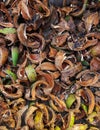 Coconut peel dried and stacked