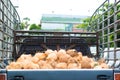 Coconut peel transport in car