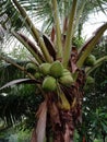 Coconut is a perennial plant. Belonging to the family of palm. Coconut is a plant which can be used in many ways. Royalty Free Stock Photo