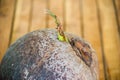 Coconut Perfume, Young coconut small trees. preparations for such varieties for planting coconut trees