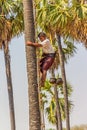 Coconut picker