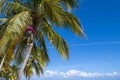 Coconut picker in palm tree