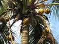 Coconut & Pine tree, pine tree with coconut tree Royalty Free Stock Photo