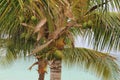 Coconut & Pine tree, pine tree with coconut tree Royalty Free Stock Photo