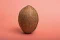 Coconut on pink colored background. Royalty Free Stock Photo