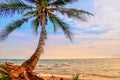 coconut plam tree on the beach