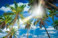 Coconut plam tree with sunlight on blue sky background Royalty Free Stock Photo