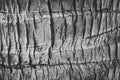 Coconut plam tree texture Royalty Free Stock Photo