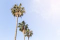 Coconut plam trees with blue sky Royalty Free Stock Photo