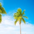 Coconut plam trees and sun shine with blue clear sky on the beach. Coconut Palm Trees Against Sun. Coconut palm trees under blue