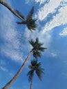 Coconut plams in blue sky Royalty Free Stock Photo