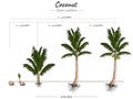 Growing Stages of Coconut tree