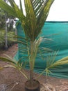 Coconut plant nursery //