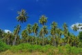 Coconut plantation