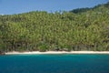 Coconut plantation