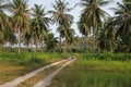 Coconut plantation Royalty Free Stock Photo