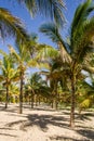 Coconut plantation Royalty Free Stock Photo