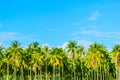 Coconut plantation Royalty Free Stock Photo