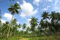 Coconut plantation Royalty Free Stock Photo