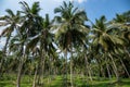 Coconut plantation in Asia Royalty Free Stock Photo