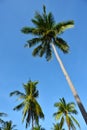 Coconut plantation with blue sky Royalty Free Stock Photo