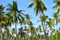 Coconut plantation with blue sky Royalty Free Stock Photo