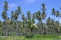 Coconut plantation with blue sky Royalty Free Stock Photo