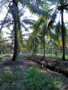 Coconut Plantation in Cabang Ruan Royalty Free Stock Photo